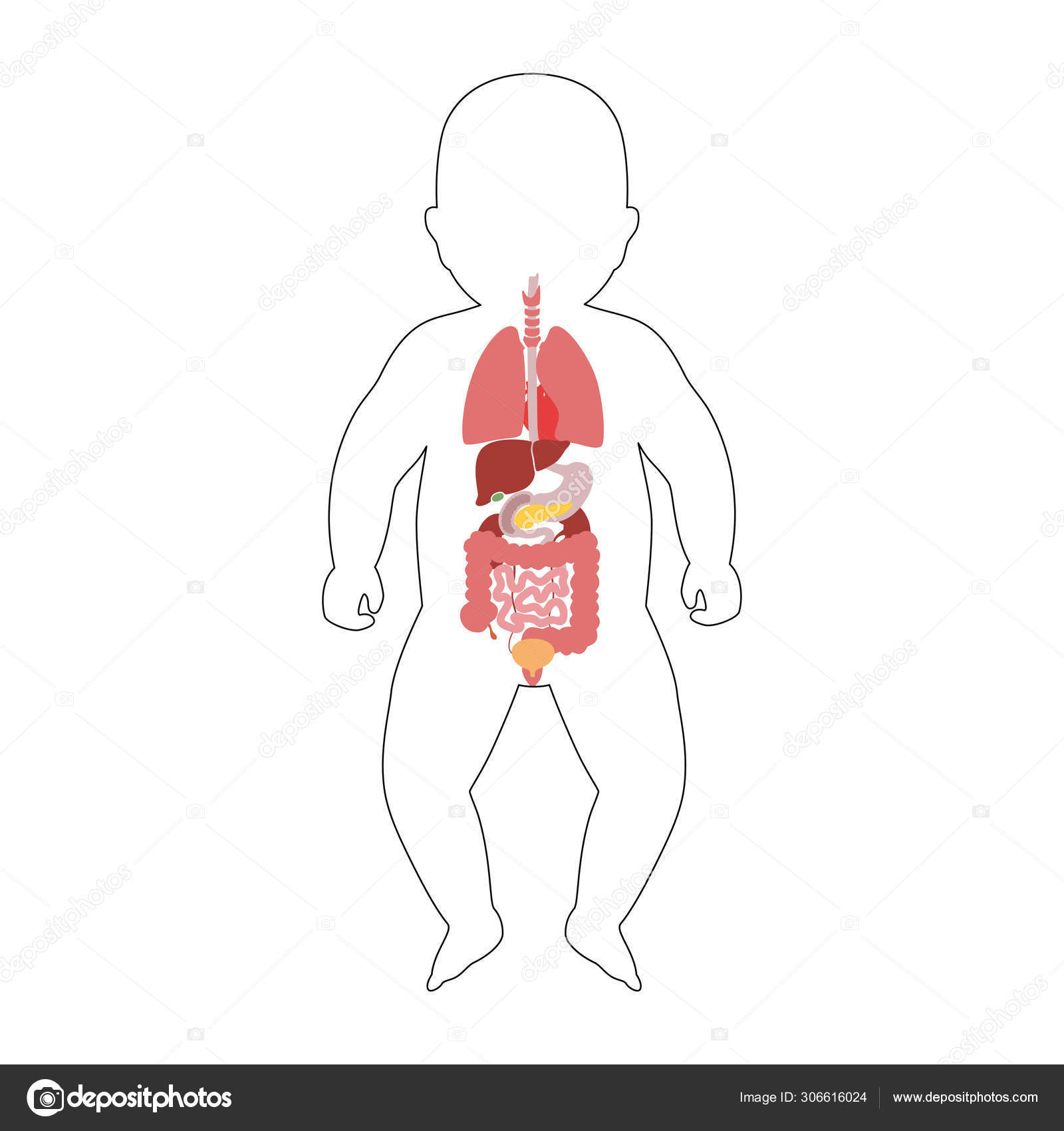 Мочевой пузырь печень. Внутренние органы для детей. Внутренние органы новорожденного. Изображения внутренних органов для детей.