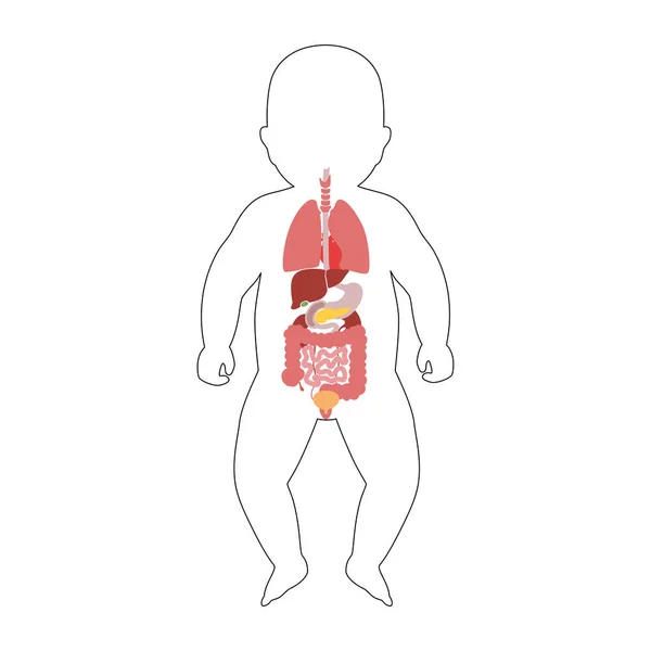 Órgãos internos do bebê — Vetor de Stock