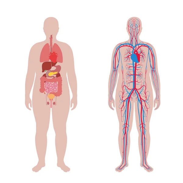 Organes internes et système circulatoire — Image vectorielle