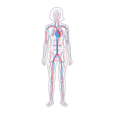dolaşım sistemi anatomisi