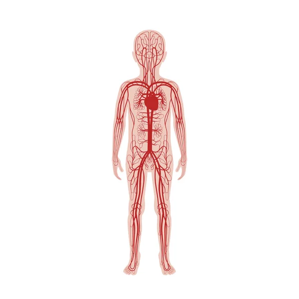 Circulatory system anatomy — Stock Vector