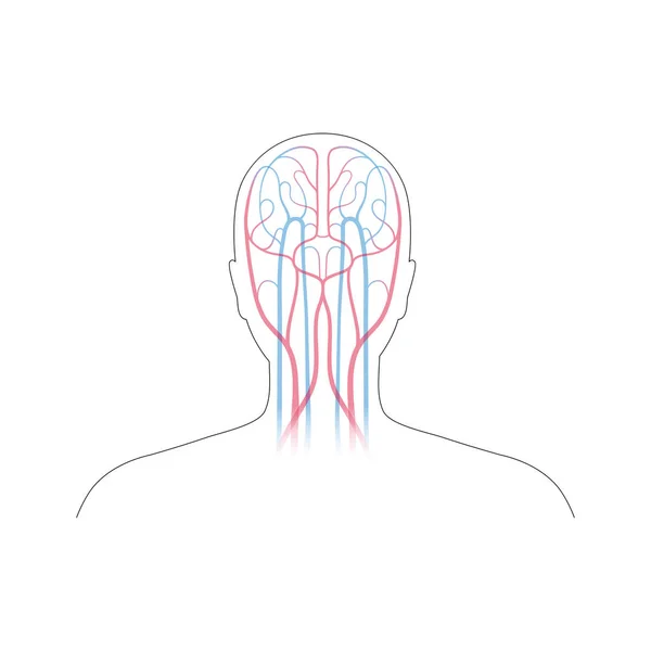 Anatomía del sistema circulatorio — Vector de stock