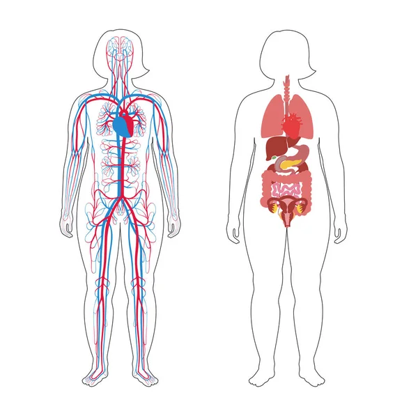 Organ dalam dan sistem peredaran wanita - Stok Vektor