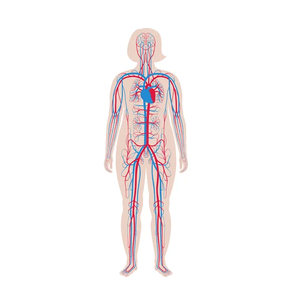 Oběhový systém anatomie — Stockový vektor