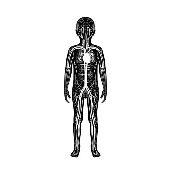 Anatomia do sistema circulatório — Vetor de Stock