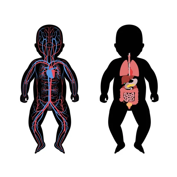 Vnitřní orgány a oběhový systém dítěte — Stockový vektor