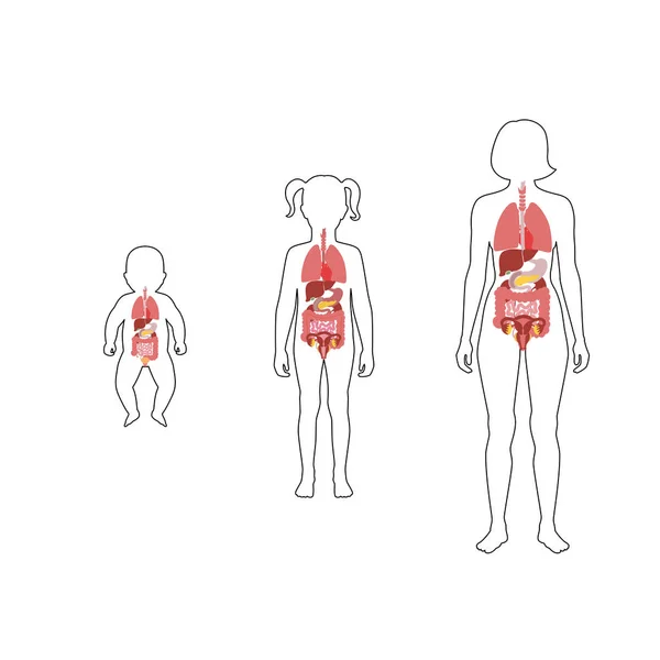 Illustration of internal organs — Stock Illustration Illustration of internal organs Stock Illustration
