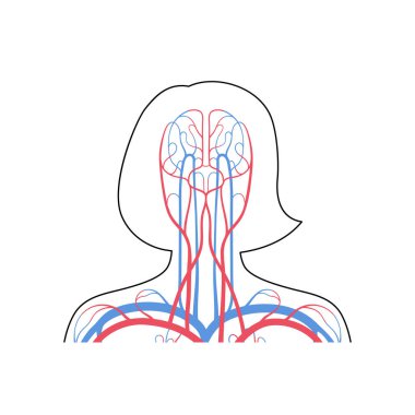dolaşım sistemi anatomisi