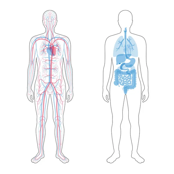Órganos internos y sistema circulatorio — Archivo Imágenes Vectoriales