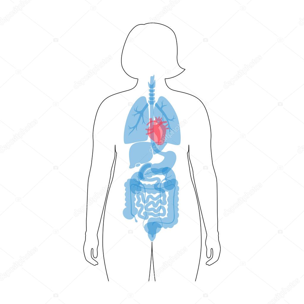 internal organs in obese female body