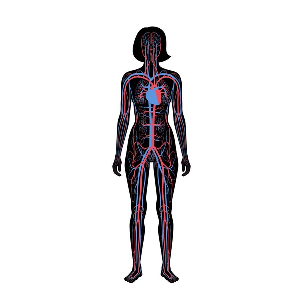 Anatomía del sistema circulatorio — Archivo Imágenes Vectoriales