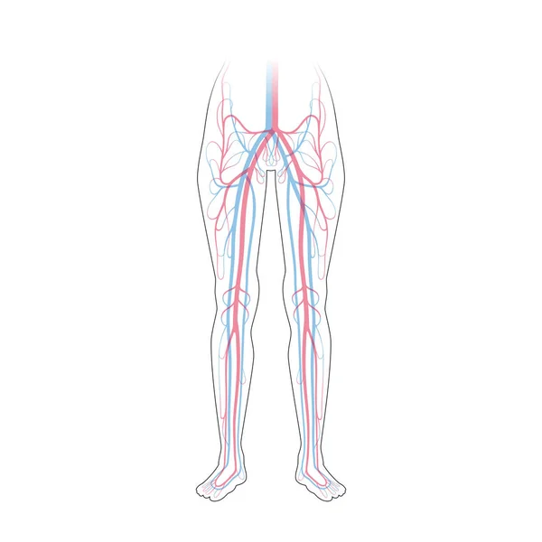 Anatomie du système circulatoire — Image vectorielle