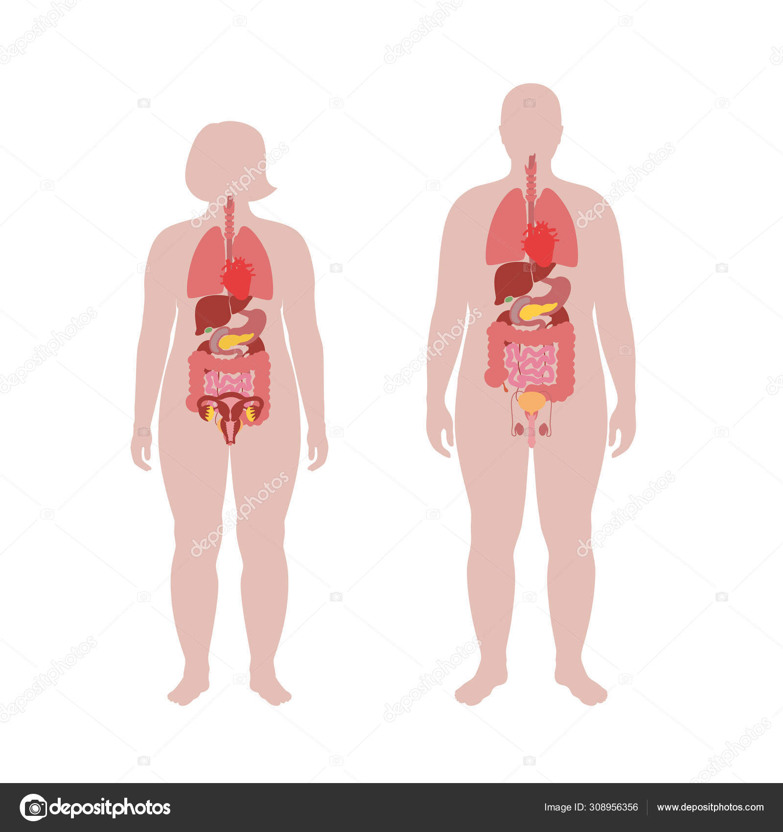 Internal Organs Of Obese Male And Woman Stock Vector Royalty Free Vector Image By C Pikovit 308956356