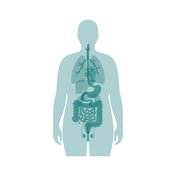 Internal organs of obese man — Stock Vector
