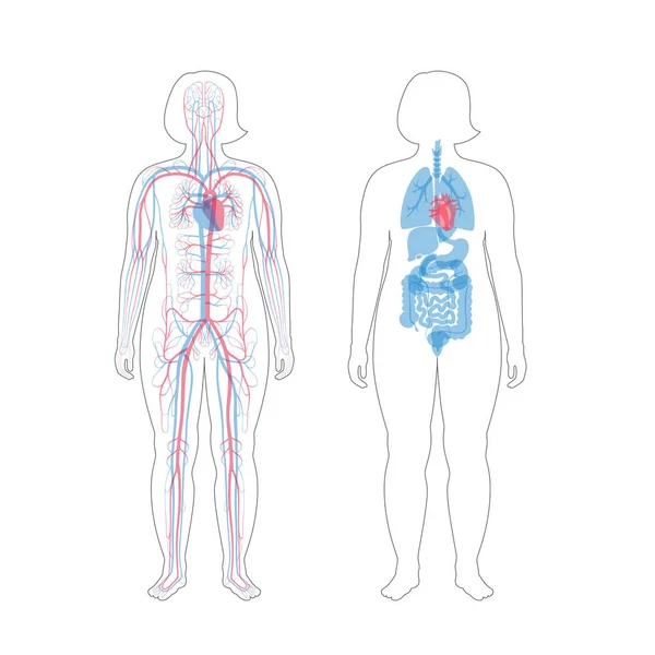 Órganos internos y sistema circulatorio de la mujer — Vector de stock