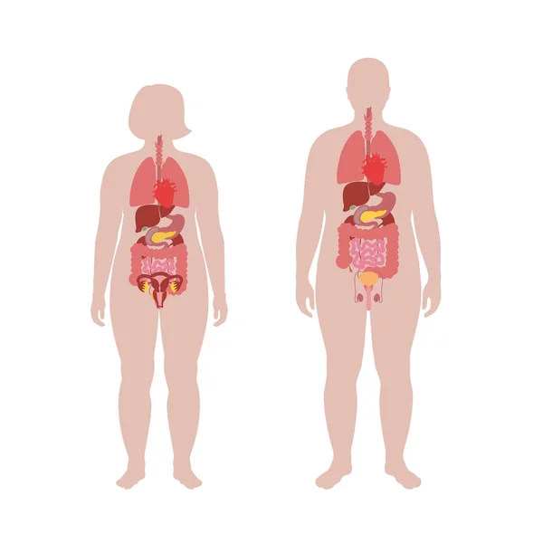 Внутрішні органи ожиріння чоловіків і жінок — стоковий вектор