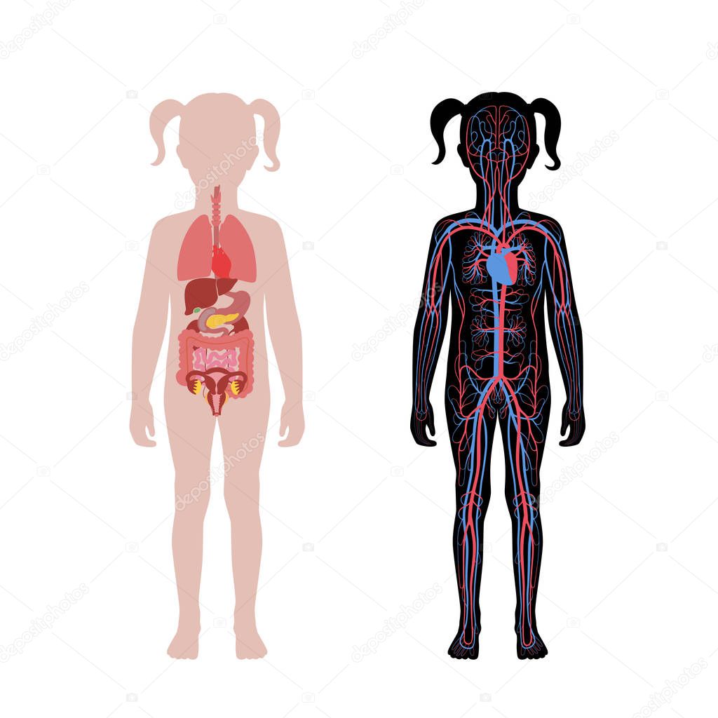 internal organs and circulatory system of girl