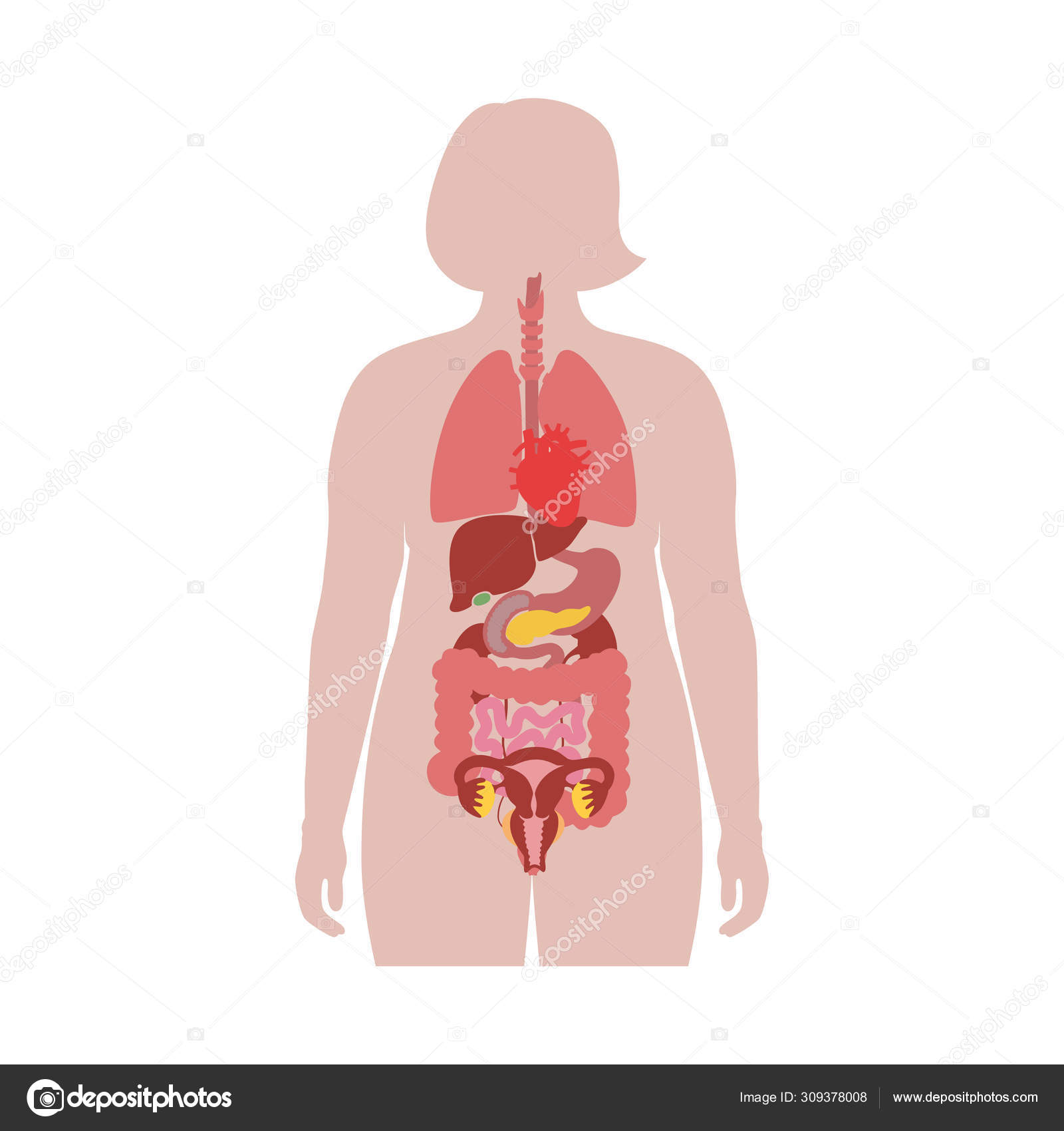 human female body organs