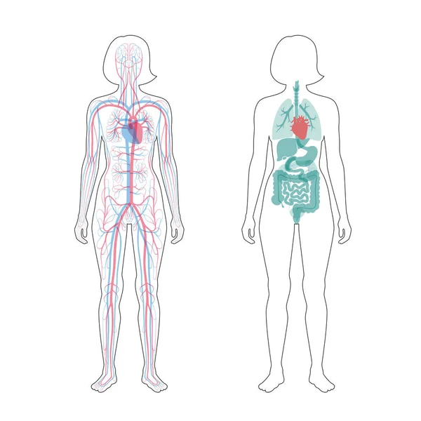Órganos internos y sistema circulatorio de la mujer — Vector de stock