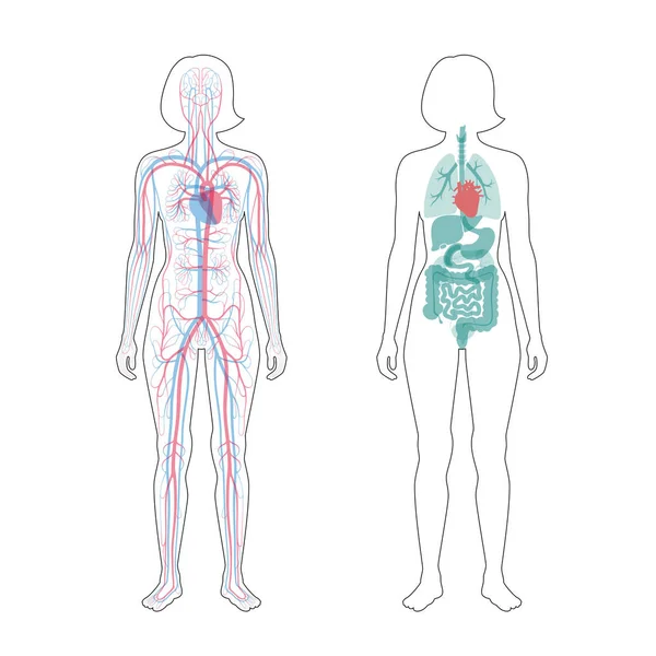 Organi interni e sistema circolatorio della donna — Vettoriale Stock