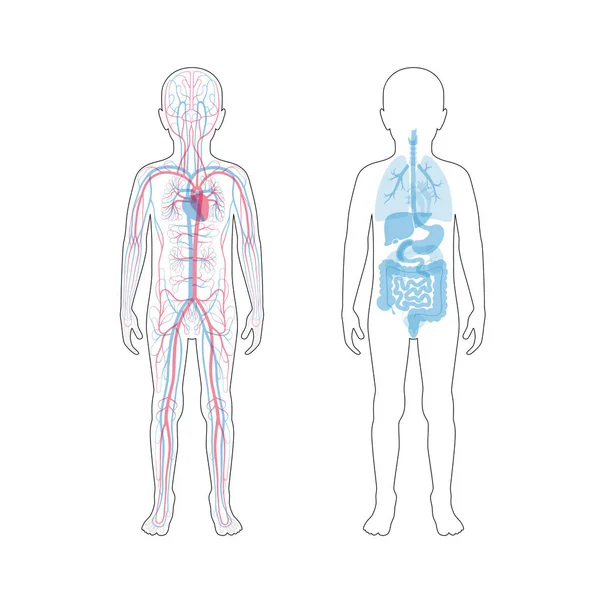 Inwendige organen en bloedsomloop van jongen — Stockvector