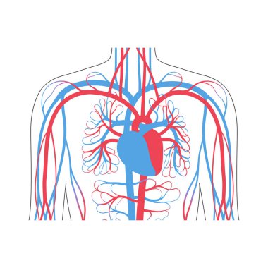 dolaşım sistemi anatomisi