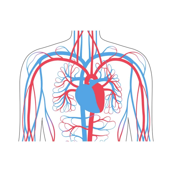 Anatomia del sistema circolatorio — Vettoriale Stock