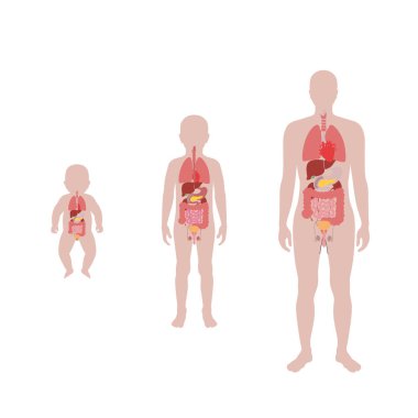  illustration of child internal organs clipart