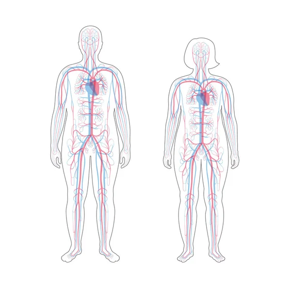 Anatomie du système circulatoire — Image vectorielle