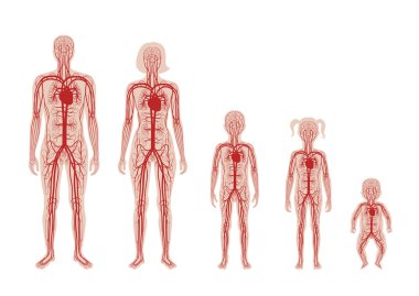 dolaşım sistemi anatomisi