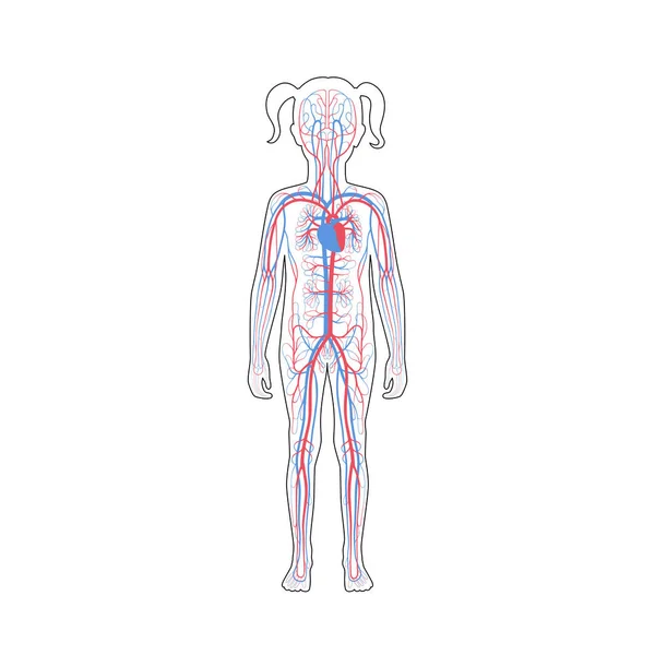 Bloedsomloop anatomie — Stockvector