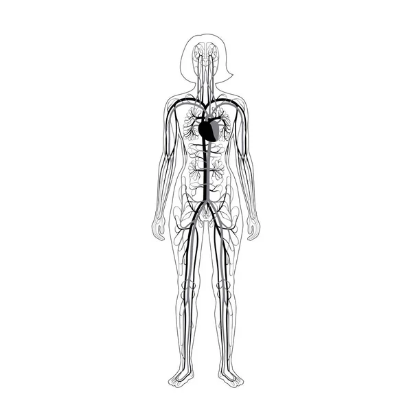 Anatomía del sistema circulatorio — Vector de stock