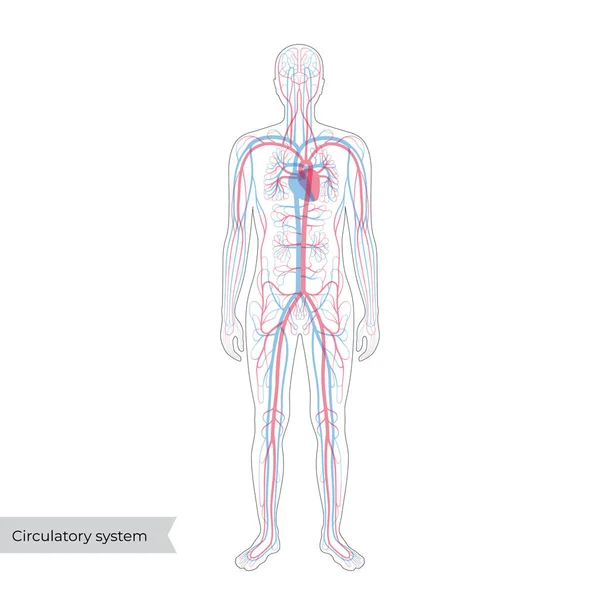 Anatomie des Kreislaufsystems — Stockvektor