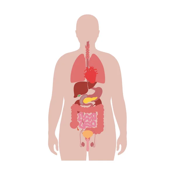 Internal organs of obese man — Stock Vector