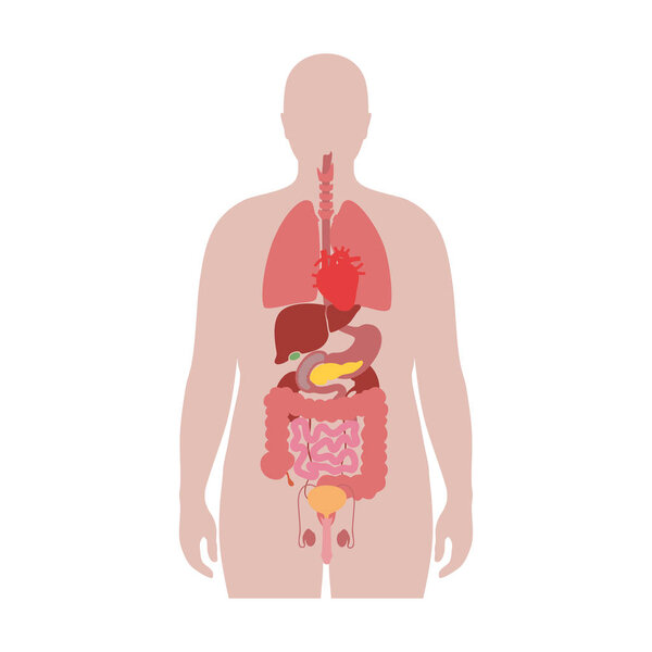 внутренние органы тучного человека
