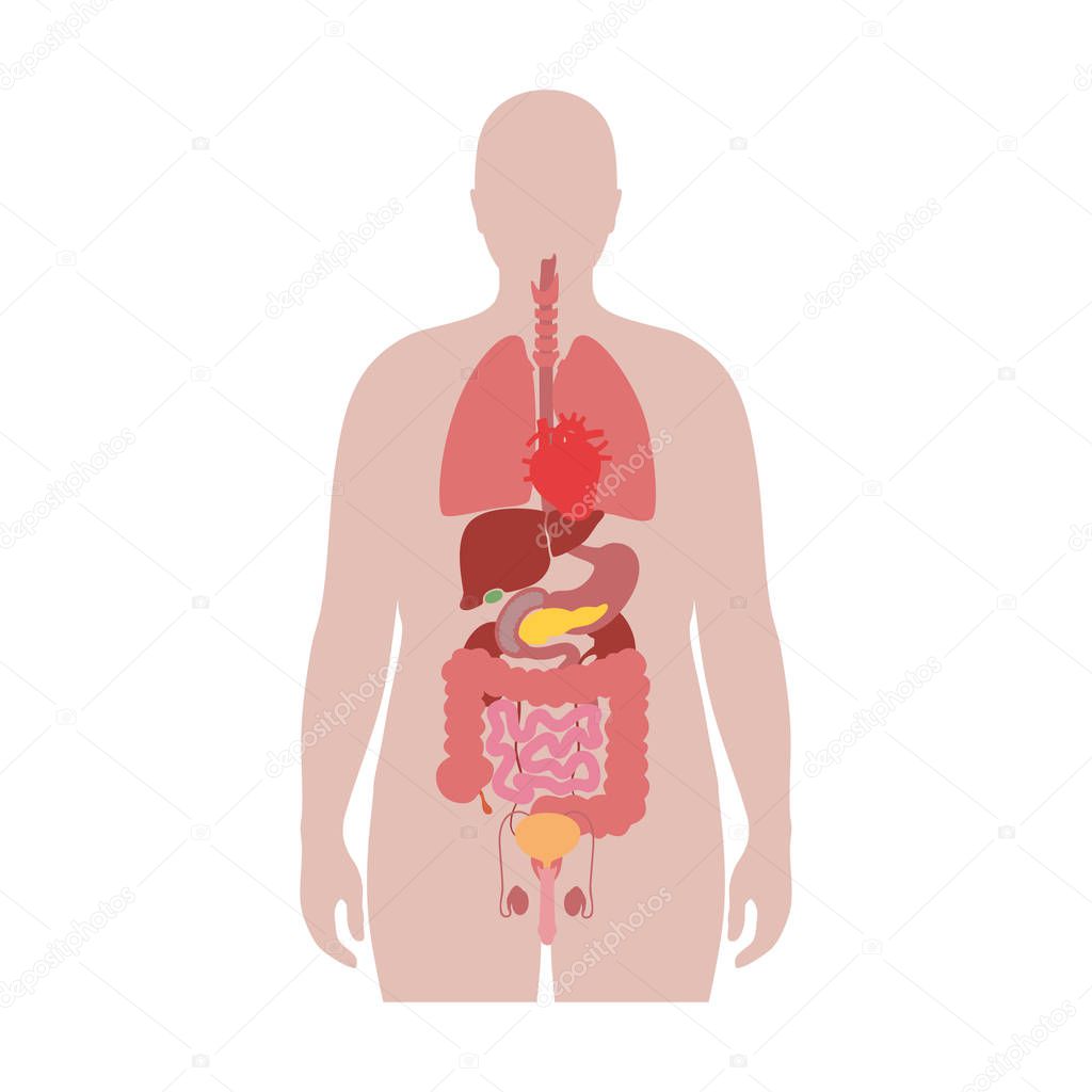 internal organs of obese man