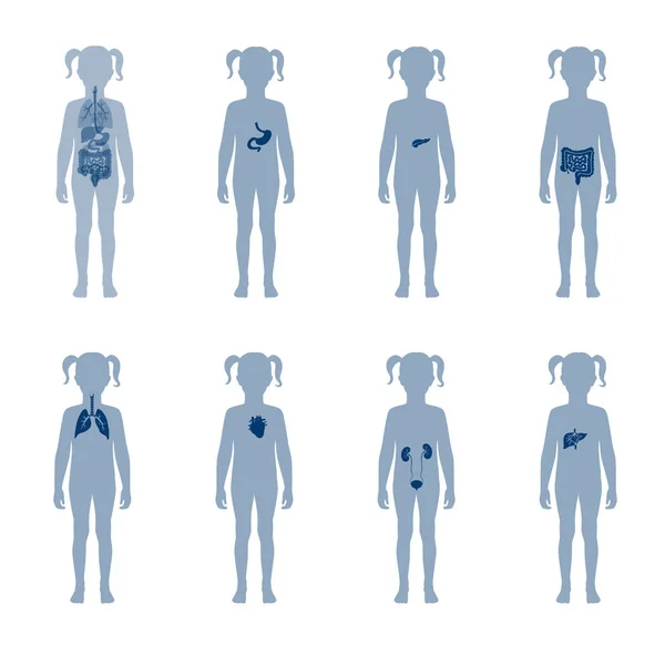 Vector de órganos internos humanos — Archivo Imágenes Vectoriales