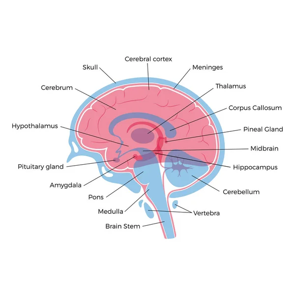 Vektör çizim insan beyin anatomisi — Stok Vektör