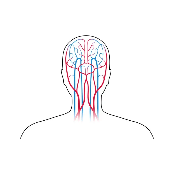 Dolaşım sistemi anatomisi — Stok Vektör