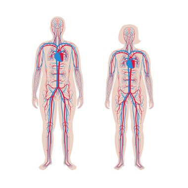 dolaşım sistemi anatomisi