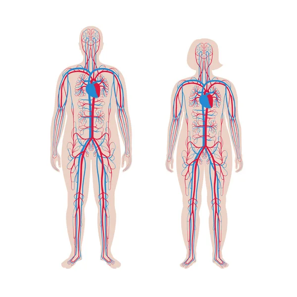 Oběhový systém anatomie — Stockový vektor