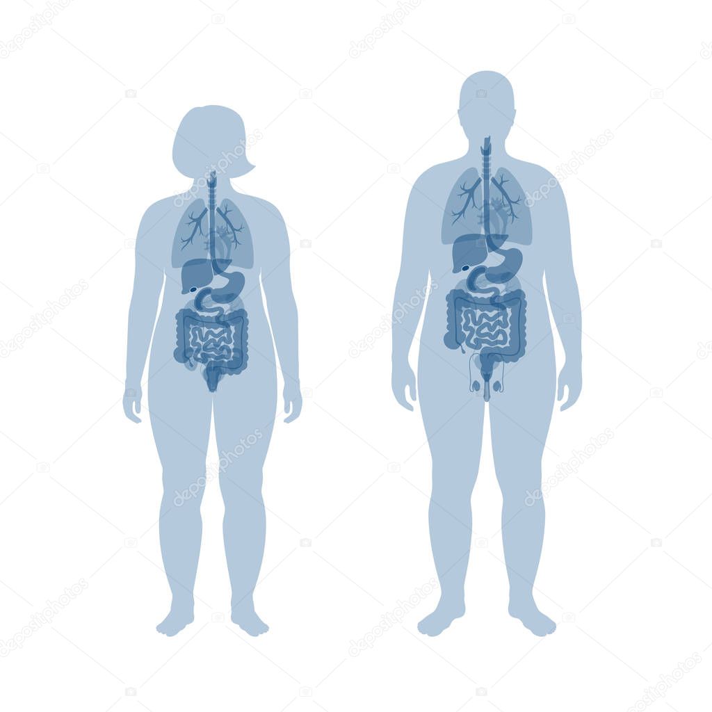 internal organs of obese male and woman