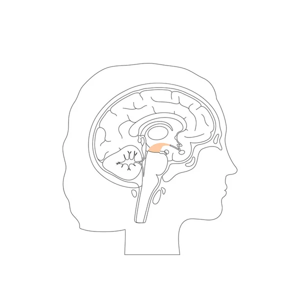 Vektorová ilustrace středního mozku — Stockový vektor