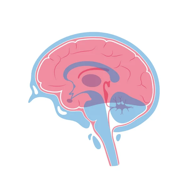 Ilustración vectorial de la anatomía cerebral humana — Archivo Imágenes Vectoriales