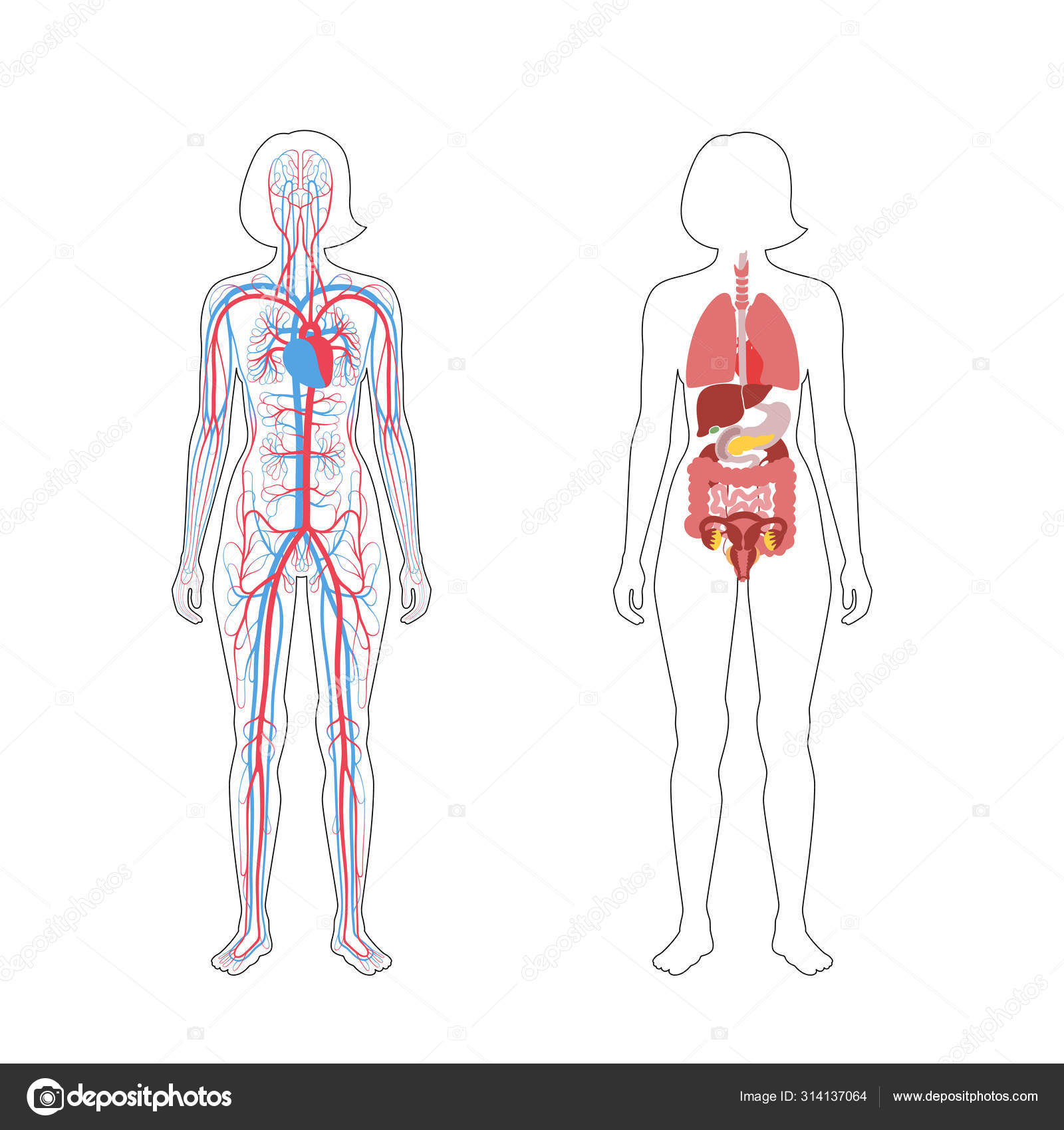 Órgãos Internos E Sistema Circulatório Da Mulher Imagem Vetorial De