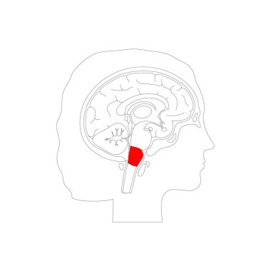 Medulla oblongata vektör illüstrasyon