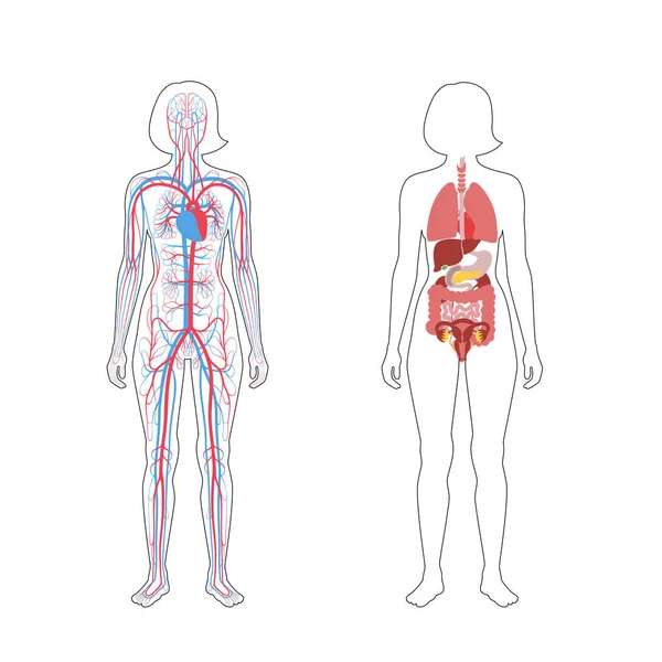 Órganos internos y sistema circulatorio de la mujer — Vector de stock