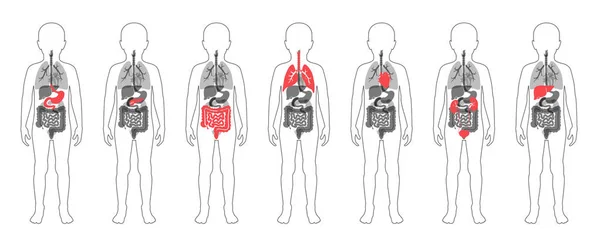 Illustration der inneren Organe von Kindern im Körper von Jungen — Stockvektor