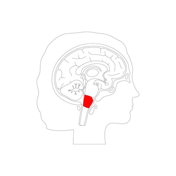 Векторная иллюстрация продолговатой медуллы
