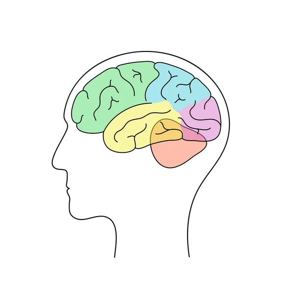 Векторна ілюстрація анатомії людини мозку — стоковий вектор